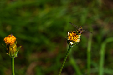 bidens pilosa, with a fly perched on its flower with a blurred background