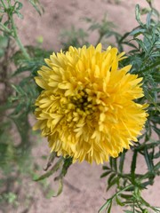 yellow chrysanthemum flower