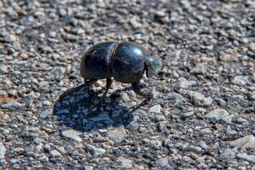 Beetle photographed in South Africa. Picture made in 2019.