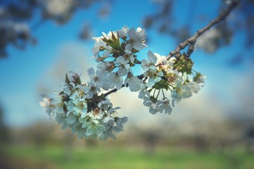 Kirschblüte