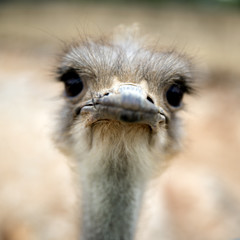 autruche portrait
