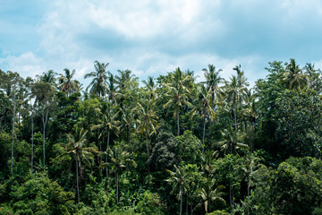 Tropical rain forest jungle with gigantic palm and banyan trees in Ubud, Bali Island