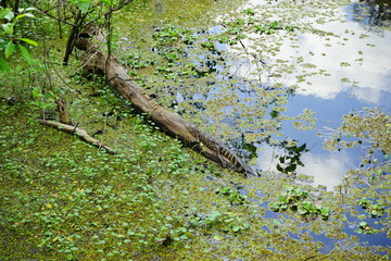 Hillsborough river at Tampa, Florida	