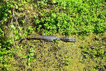 Hillsborough river at Tampa, Florida	