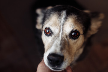 sad tearful dog looks at the man at the camera on a dark background. animal care concept.