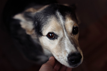 sad tearful dog looks at the man at the camera on a dark background. animal care concept.