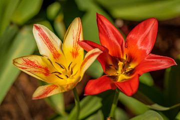 Fototapeta premium Blossoming red and yellow tulips