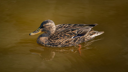 Natural background with duck in the pond 