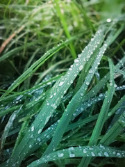 green grass