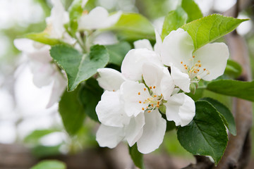 Close-up blossoming flowers of apple tree on a background of green foliage with bokeh. Spring flowering
