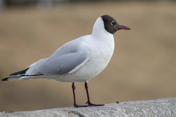 a black-headed gull sits on the parapet