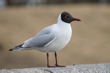 Fototapeta premium a black-headed gull sits on the parapet