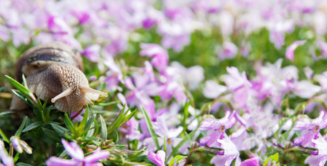 Snail in a flower meadow. Beautiful spring, summer in nature. Banner