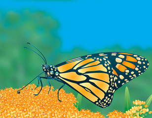 Monarch Butterfly 2 Extra