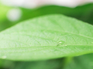 Obraz premium Leaf and Plant