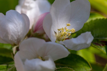 Apple flower in a spring garden