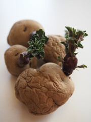 Portrait photo of Epicure potatoes chitting on a white background