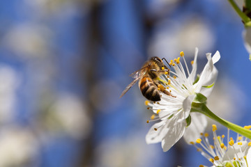 Bee pollinates cherry blossoms in spring garden
