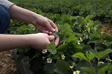 Farmer examining strawberry health and growth