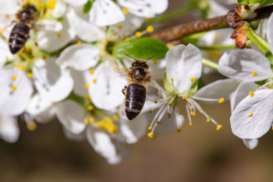 Bee pollinates cherry blossoms in spring garden