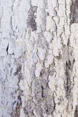 Obraz premium Texture of an old tree trunk bark painted white color close up. Wood bark Macro view background.