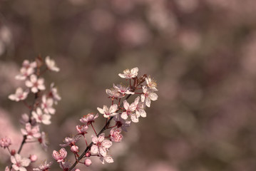 pink cherry blossom