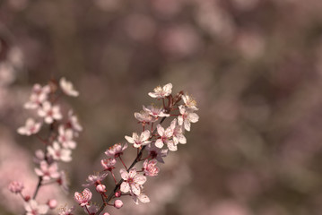 pink cherry blossom