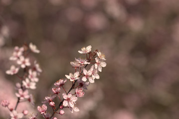 pink magnolia flowers