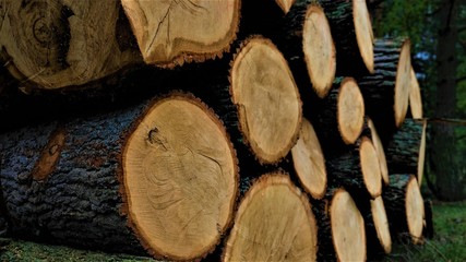 Pile of  felled trees in the forest