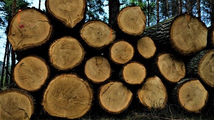 Pile of  felled trees in the forest