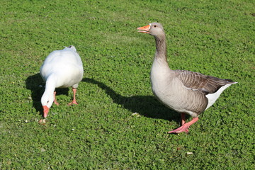 Goose on grass