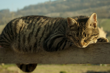 cat relaxing in the sun on picket fence