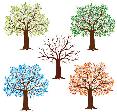 A vector illustration of five isolated detailed trees in different seasons