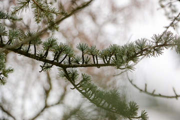 Winter Pine - Larch tree branch frozen in the winter
