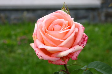 Pink rose in garden