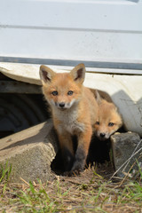 Baby red fox cubs