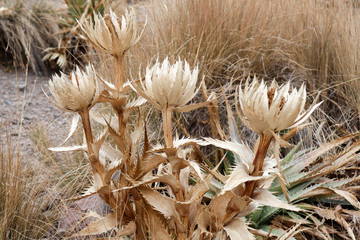 Rosa de Las Nieves, flor del Nevado de Toluca o Volc&aacute;n Xinantecatl, Estado de M&eacute;xico, M&eacute;xico