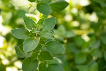 Close-up of the fuzzy young leaves of the herb oregano growing in the garden against a green background of defocused plants in daylight.