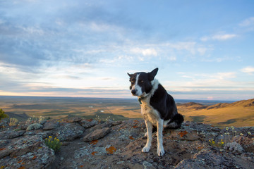border collie at sunset in Montana