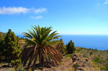 Fototapeta na wymiar Landschaft auf der Insel La Palma. Große Palme am Wanderweg.