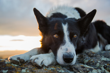 border collie at sunset in Montana