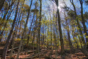 new leaves came out in spring in the forest
