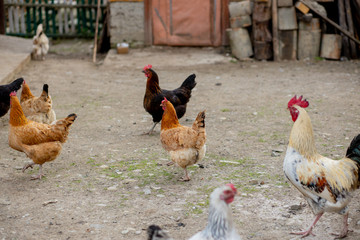 A flock of chickens roam freely in a lush green paddock
