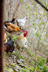 A flock of chickens roam freely in a lush green paddock