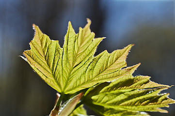 close up of the new fresh maple leaves in springtime