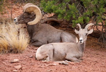 Big Horn Sheep Resting in Canyon at Colorado National Monument