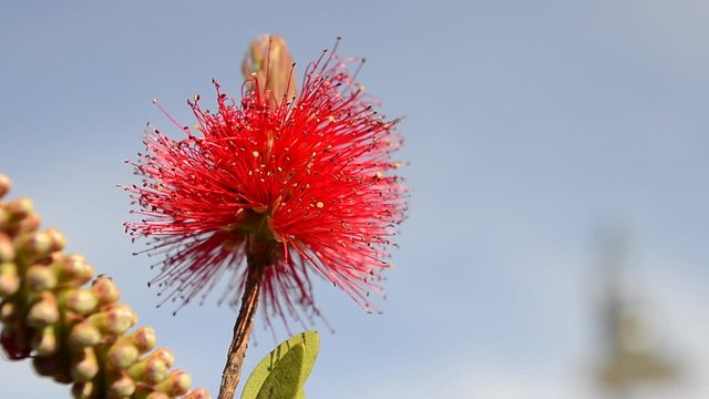flor roja