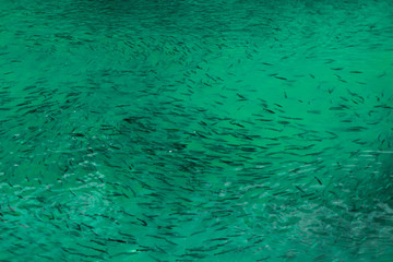 FISH BREEDER POOLS FOR BALKAN AND RAINBOW TROUT