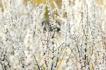 Fielding white flowers blooming in a field. Background flowering, selective focus