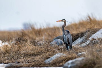 Blue Heron on the Prairies in Springtime 